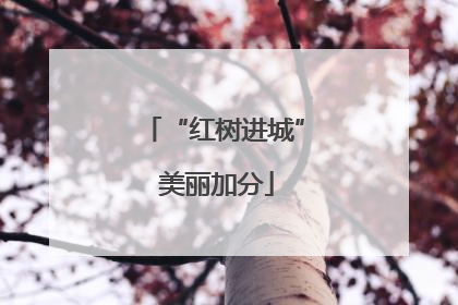 “红树进城” 美丽加分