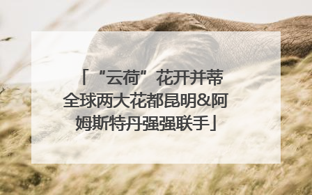 “云荷”花开并蒂 全球两大花都昆明&阿姆斯特丹强强联手