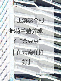 玉溪这个村把荷兰猪养成了“金豆豆”｜在云南样样好