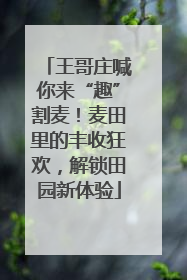 王哥庄喊你来“趣”割麦！麦田里的丰收狂欢，解锁田园新体验