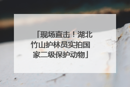 现场直击！湖北竹山护林员实拍国家二级保护动物
