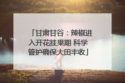 甘肃甘谷：辣椒进入开花挂果期 科学管护确保大田丰收