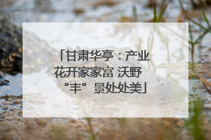 甘肃华亭：产业花开家家富 沃野“丰”景处处美