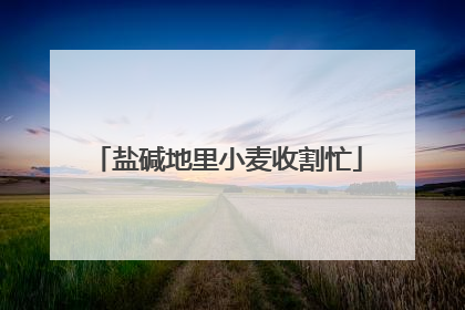 盐碱地里小麦收割忙