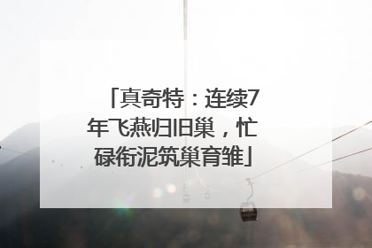 真奇特：连续7年飞燕归旧巢，忙碌衔泥筑巢育雏