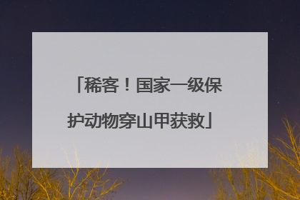 稀客！国家一级保护动物穿山甲获救