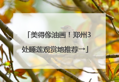 美得像油画！郑州3处睡莲观赏地推荐→