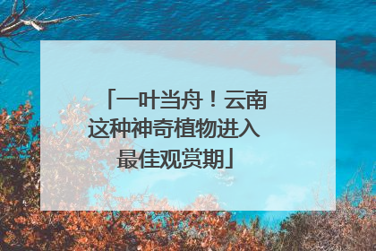 一叶当舟！云南这种神奇植物进入最佳观赏期