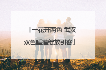 一花开两色 武汉双色睡莲绽放引客