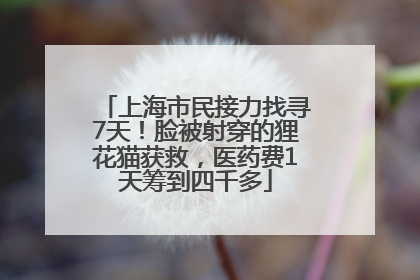 上海市民接力找寻7天！脸被射穿的狸花猫获救，医药费1天筹到四千多