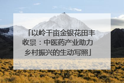 以岭千亩金银花田丰收景：中医药产业助力乡村振兴的生动写照