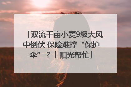 双流千亩小麦9级大风中倒伏 保险难撑“保护伞”？丨阳光帮忙