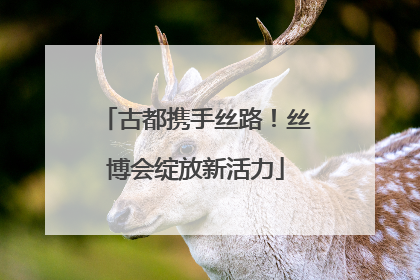 古都携手丝路！丝博会绽放新活力