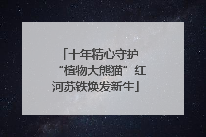 十年精心守护 “植物大熊猫”红河苏铁焕发新生