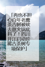 再也不担心百年老鹰茶古树被砍去熬火锅底料了！四川开江启动珍稀古茶树专项保护