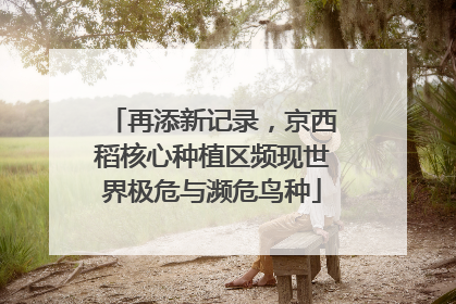 再添新记录，京西稻核心种植区频现世界极危与濒危鸟种