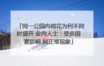 同一公园内荷花为何不同时盛开 业内人士：受多因素影响 属正常现象