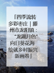 四季流转 多彩枣庄｜滕州市龙阳镇：“龙湖月色”向日葵花海 绘就乡村振兴新画卷