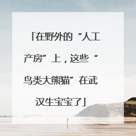 在野外的“人工产房”上，这些“鸟类大熊猫”在武汉生宝宝了