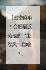 密密麻麻！合肥最近频现的“虫卷风”是啥？