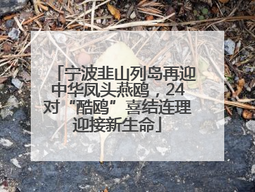 宁波韭山列岛再迎中华凤头燕鸥，24对“酷鸥”喜结连理迎接新生命