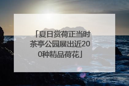 夏日赏荷正当时 茶亭公园展出近200种精品荷花