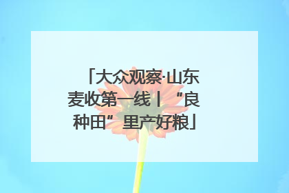 大众观察·山东麦收第一线丨“良种田”里产好粮