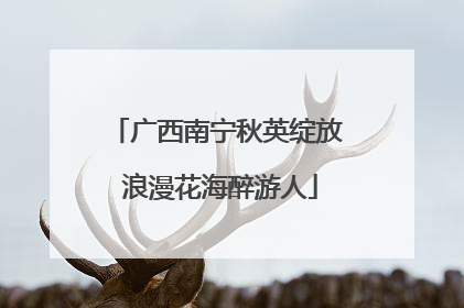 广西南宁秋英绽放 浪漫花海醉游人