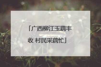 广西柳江玉藕丰收 村民采藕忙