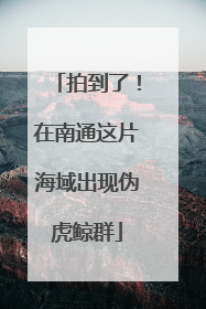 拍到了！在南通这片海域出现伪虎鲸群