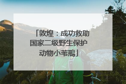 敦煌：成功救助国家二级野生保护动物小苇鳽