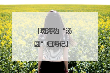 斑海豹“汤圆”归海记