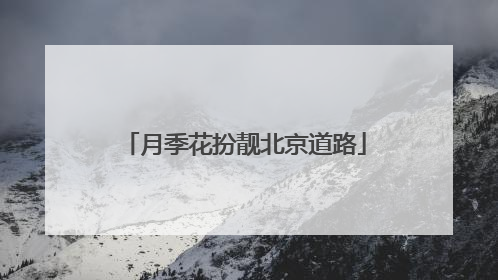 月季花扮靓北京道路