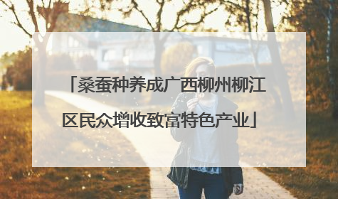 桑蚕种养成广西柳州柳江区民众增收致富特色产业