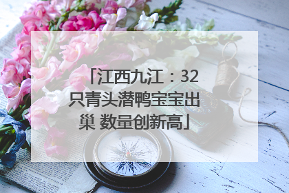 江西九江：32只青头潜鸭宝宝出巢 数量创新高