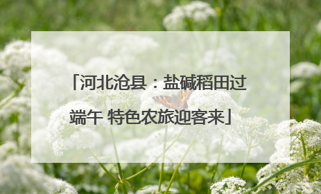 河北沧县：盐碱稻田过端午 特色农旅迎客来