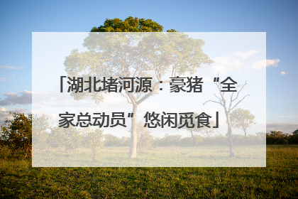 湖北堵河源：豪猪“全家总动员”悠闲觅食