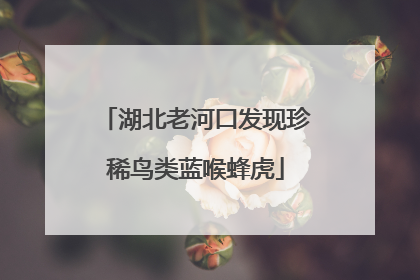 湖北老河口发现珍稀鸟类蓝喉蜂虎