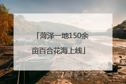 菏泽一地150余亩百合花海上线