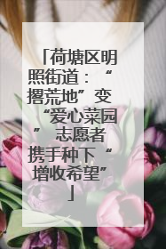 荷塘区明照街道：“撂荒地”变“爱心菜园” 志愿者携手种下“增收希望”