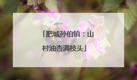 肥城孙伯镇：山村油杏满枝头