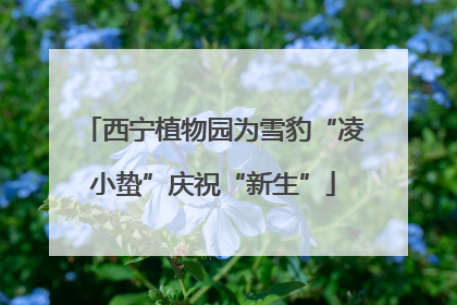 西宁植物园为雪豹“凌小蛰”庆祝“新生”
