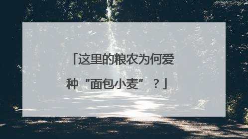 这里的粮农为何爱种“面包小麦”？