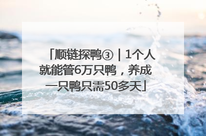 顺链探鸭③｜1个人就能管6万只鸭，养成一只鸭只需50多天