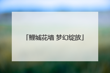 鲤城花墙 梦幻绽放