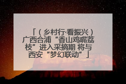 （乡村行·看振兴）广西合浦“香山鸡嘴荔枝”进入采摘期 将与西安“梦幻联动”