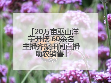 20万亩巫山洋芋开挖 60余名主播齐聚田间直播助农销售